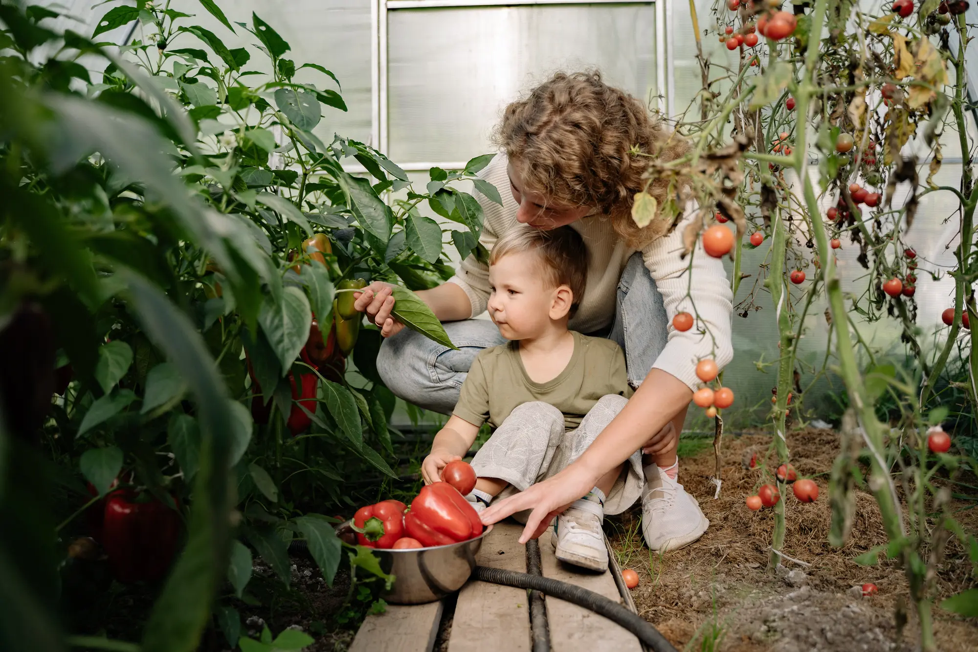 Mamma och barn tittar till tomater i växthus