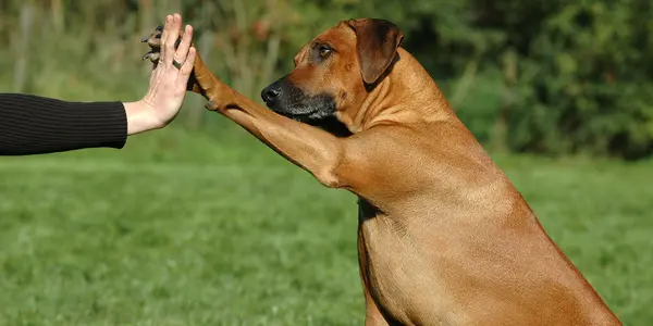 En hund gör high-five med en människa