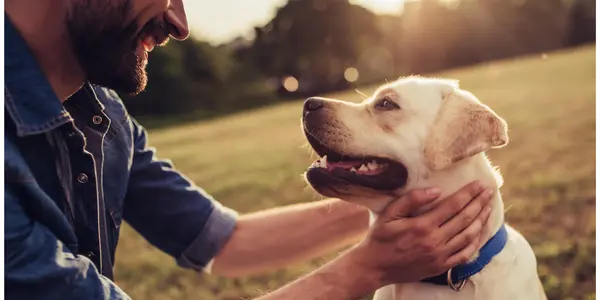 husse klappar hund