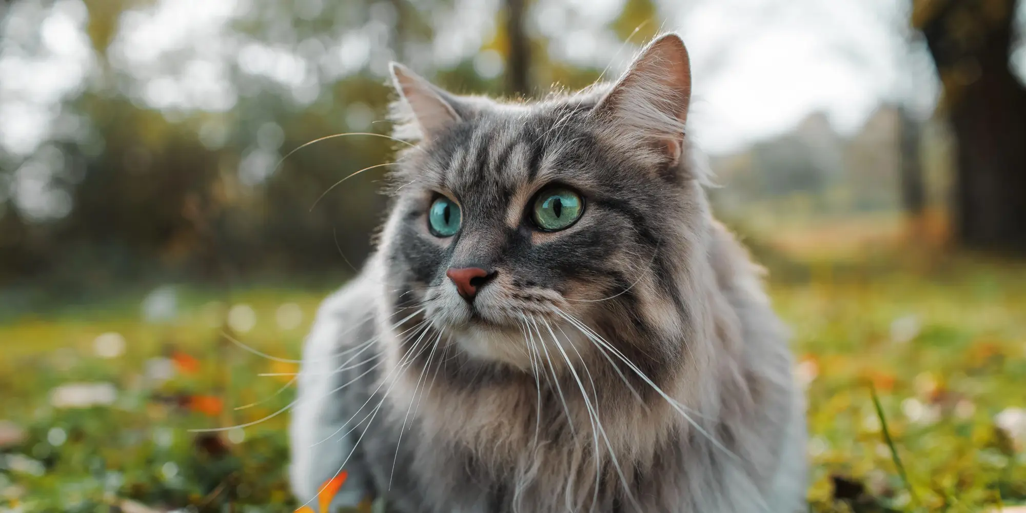 Gråspräcklig långhårig katt